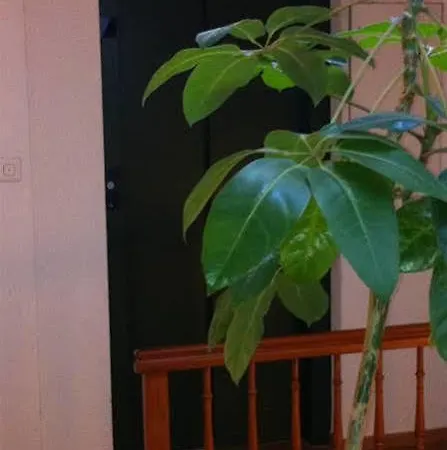 Guest house Restaurant Papagei